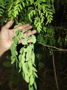 Moringa Tablets