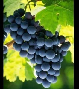 A Grade Bangalore Blue Grapes