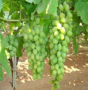 A Grade Nashik Grapes