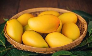 A Grade Natural Alphonso Mango
