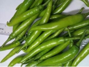 Guntur Sannam Green Chilli