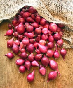 Red Nashik Onion