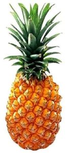 Tripura Organic Queen Pineapple