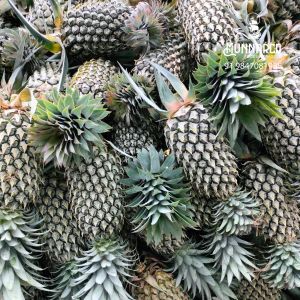 Vazhakulam Pineapple