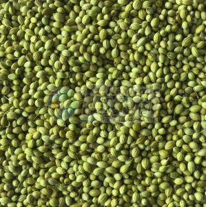 Double Parrot Coriander Seeds