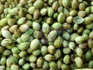Single Parrot Coriander Seeds
