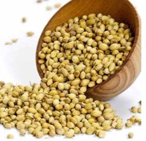 Whole Coriander Seed