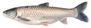 Dried Mrigal Fish
