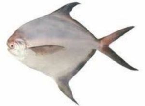 Dried Pomfret Fish
