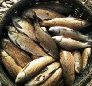 Dried Rohu Fish