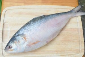 Fresh Hilsa Fish