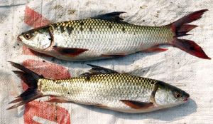 Fresh Mrigal Fish