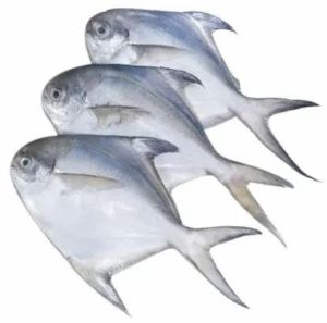 Fresh Pomfret Fish