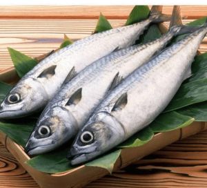 Fresh Surmai Fish