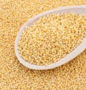 Little Millet Grain