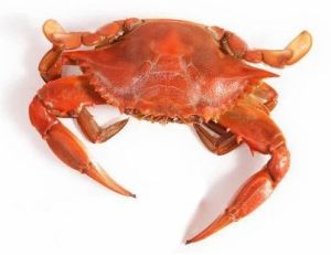 Live Marine Crabs