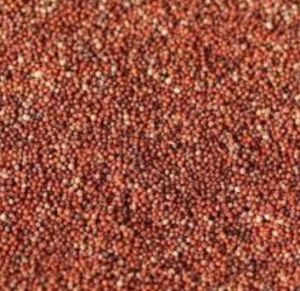 Ragi Finger Millet