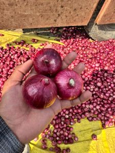 55 Mm Fresh Red Onion