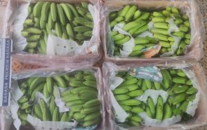Cavendish Banana