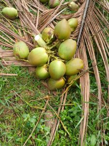 a Grade Tender Coconut