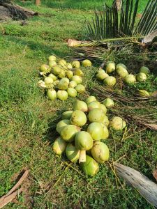 a Grade Tender Coconut