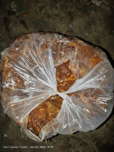 A Great Tamarind
