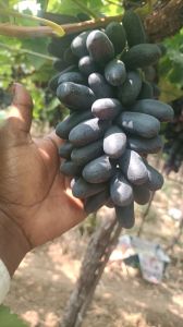 Black Seedless Grapes