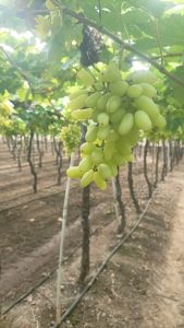 Fresh A Grade Grapes