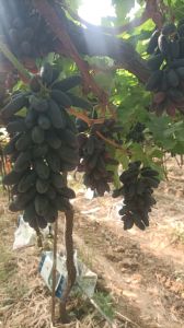 Black Seedless Grapes