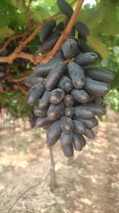 Black Seedless Grapes
