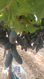 Black Seedless Grapes