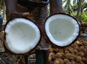Semi Husked Coconut