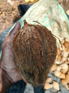 Semi Husked Coconut