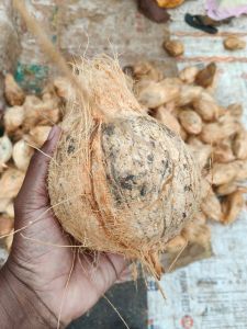 Semi Husked Coconut