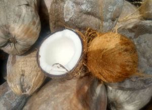 Semi Husked Coconut