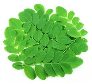 Fresh Moringa Leaves