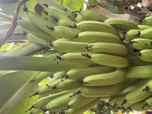 Fresh Cavendish Bananas