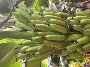 Fresh Cavendish Bananas