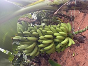 Fresh Cavendish Bananas