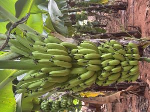 Fresh Cavendish Bananas