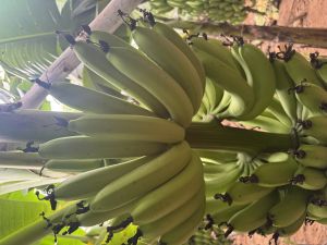 Fresh Cavendish Bananas