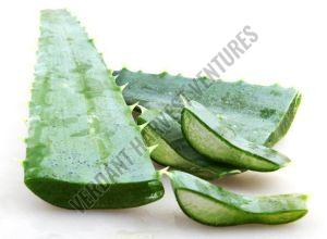 Fresh Aloe Vera Leaves
