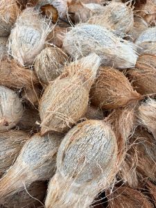 A Grade Semi Husked Coconut