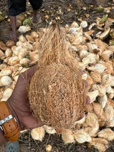 Brown Semi Husked Coconut
