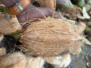 Indian Semi Husked Coconut