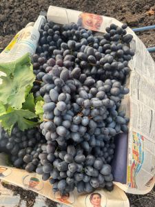 Black Grapes