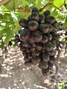 Black Grapes