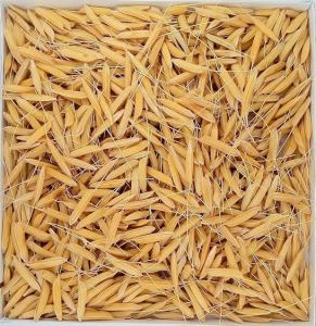 Indian Paddy Rice