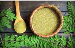 Moringa Oleifera Plant/leaves/powder