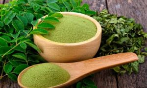 Moringa Oleifera Plant/leaves/powder